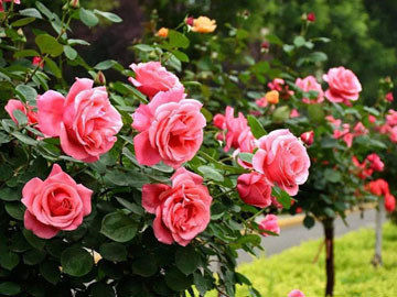 不同颜色玫瑰花的花语是什么？