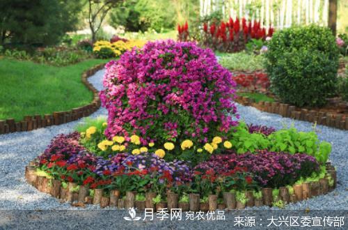 北京月季主题设计及造园赛落幕(图1)