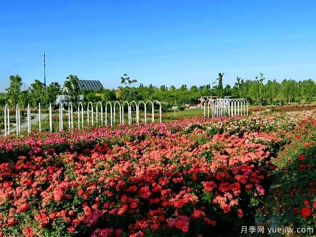 月季名园：北京爱情海玫瑰文化博览园(图3)