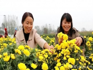农民种植菊花，既能欣赏也能致富发家