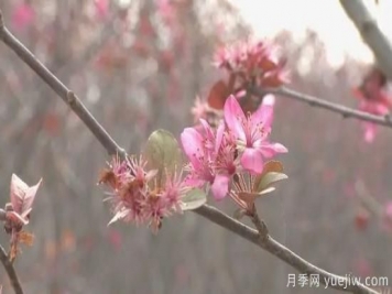 菏泽成武：千亩海棠反季节开花，逆袭深秋成一景