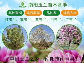 行道树的分类，常见的常绿行道树品种有哪些？