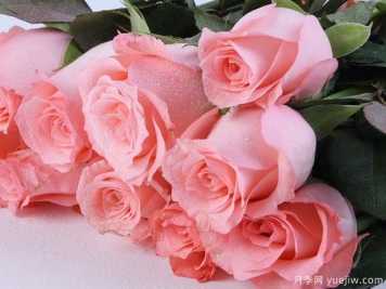 戴安娜玫瑰的花语是什么？有图片的更好？