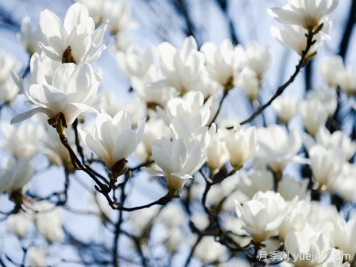 白玉兰是一种具有坚强意志和美丽花朵的植物