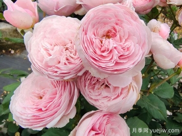 19朵粉色玫瑰花语是什么？