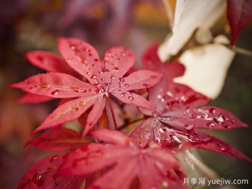 日本红枫、美国红枫、中国红枫到底有何不同？