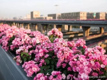 杭州高架月季实现定期开花，是如何进行花期调控的？