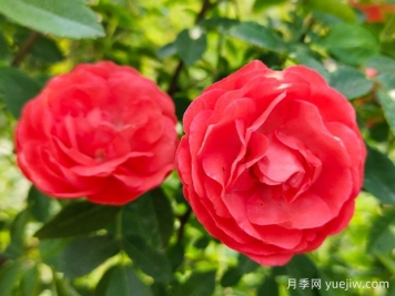 种上木香蔷薇花蛮强爆花，红橙白黄木香你喜欢哪个？