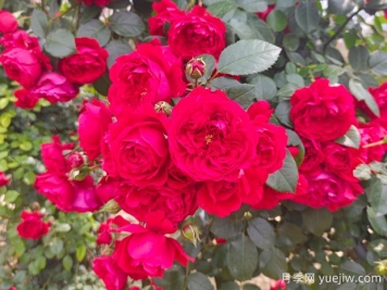 6款红色系的藤本月季品种，适合打造网红花墙
