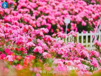2024年第二届杭州市月季花展举办，赏500万株月季