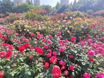 郑州月季公园40万株月季竞相绽放，感受花漾生活