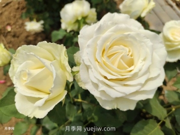 十一朵白玫瑰的花语和寓意