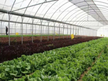 突出特色优势产业 河北省实施农业生产“三品一标”提升行动