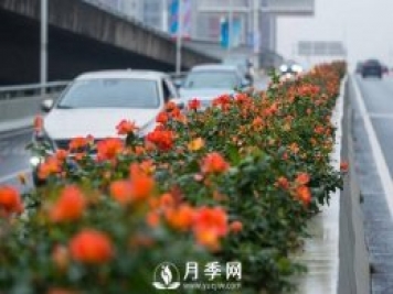 月季花期可调控，看武汉10月中旬月季花艳丽开放