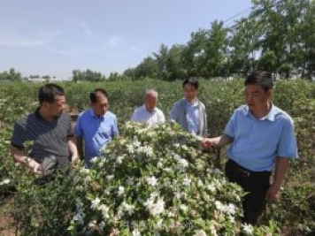 唐河唐栀子，地标农产品成农民增收致富的朝阳产业