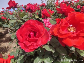 月季、玫瑰、蔷薇分别是什么？如何区别？