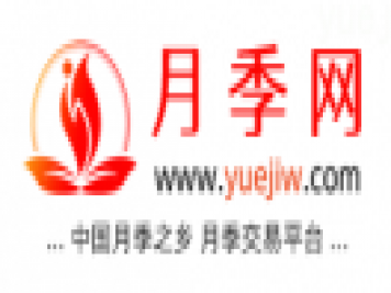 中国上海龙凤419，月季品种介绍和养护知识分享专业网站