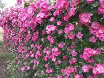推荐3种爬藤月季，花园里轻松打造漂亮花墙